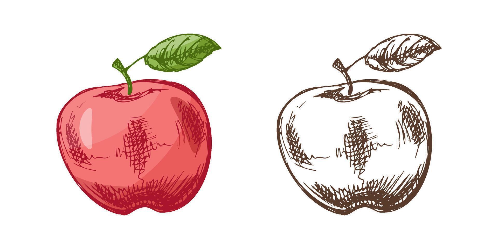 Hand drawn sketch style fruit , vintage apple color and monochrome Illustration. vector