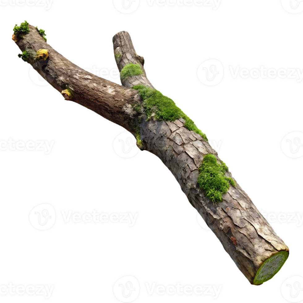 A tree branch with moss on it png