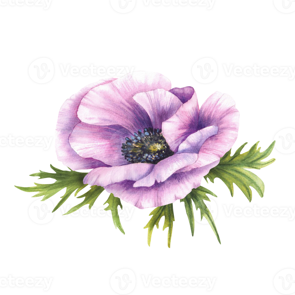 Purple flower. Pink Anemone with green leaves botanical hand painted watercolor illustration. Violet blooming buds. Elegant elements for invitations, card. Isolated from background botanical clipart png