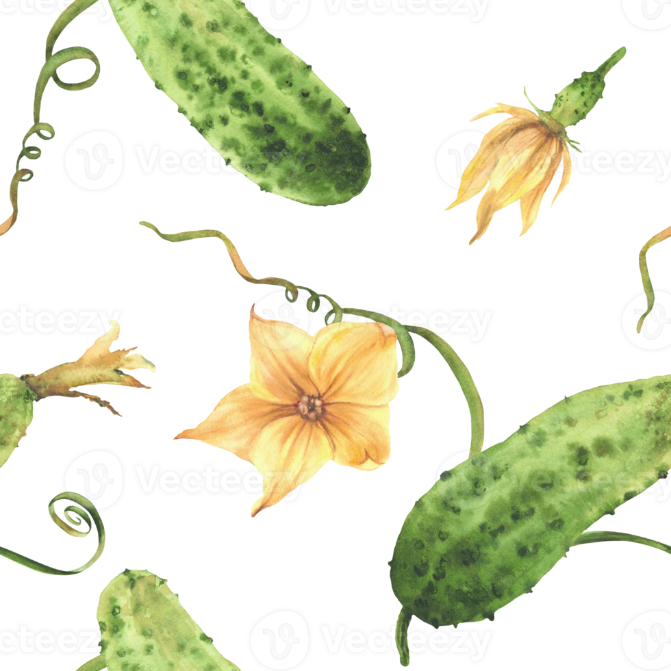Cucumber plant seamless pattern with green vegetables, yellow flower, leaves, tendril and bud on vine. Hand drawn watercolor illustration for farming label, fabric, wallpaper. Isolated from background png