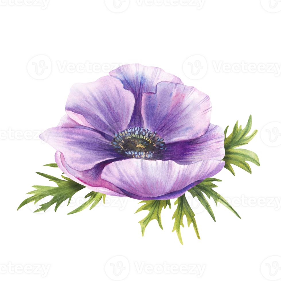 Anemone purple flower with green leaves. Watercolor Pink mauve blooming bud on isolated background. Realistic hand painted cute floral illustration for greeting wedding invitation, card, sticker print png