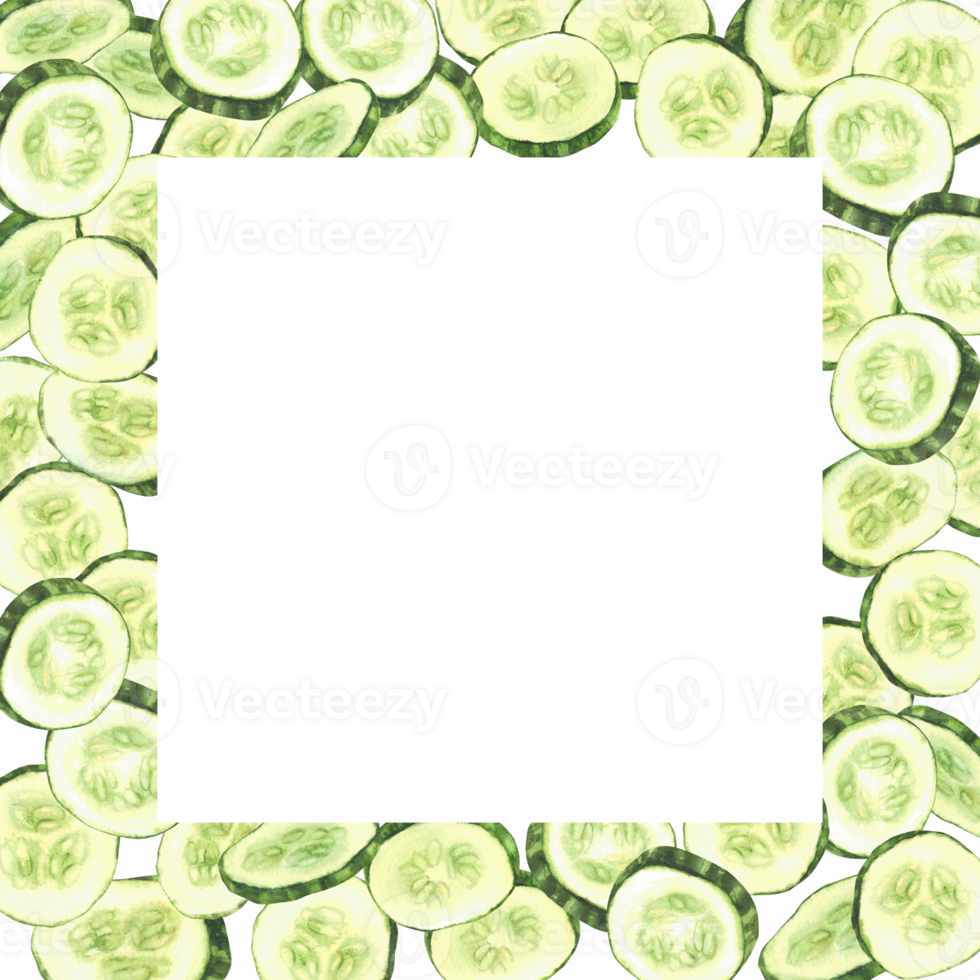 Sliced cucumber slices watercolor square frame. Fresh vegetable cut cucumber circles. Hand drawn illustration for gardening canned food, cosmetics label, menu design. Isolated from background template png