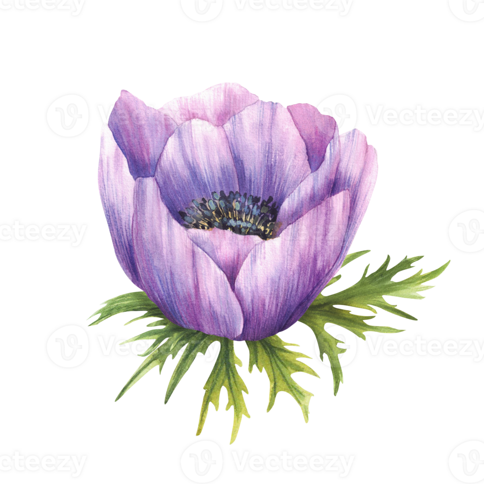 Anemone violet flower with leaves. Hand painted watercolor realistic illustration. Purple blooming buds, floral mauve element for invitations, greeting cards Isolated from background romantic clipart png