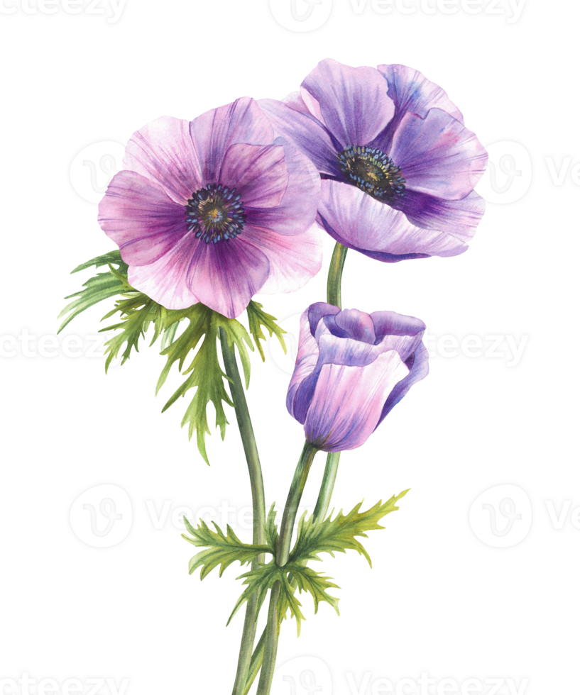 Anemone watercolor flowers, purple windflowers bouquet. Pink lilac realistic buds with long stem and leaves. Bunch of flower for greeting card design. Hand drawn illustration isolated from background. png