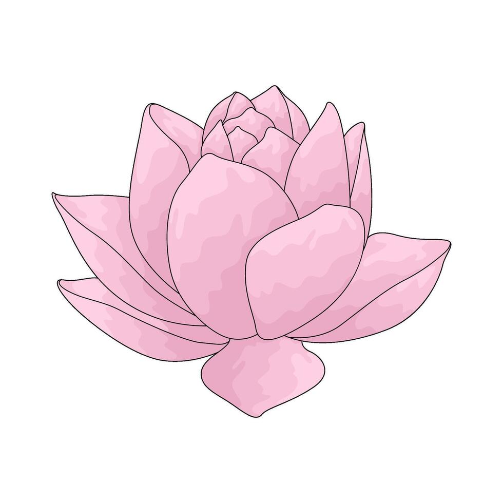 pink lotus flower vector