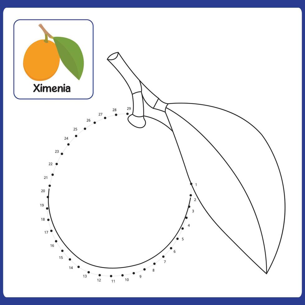 Ximenia fruit outline illustration vector