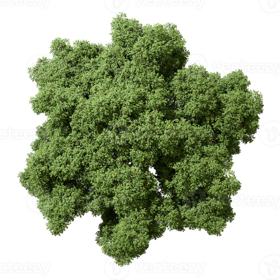 Greenery tree from above top view on transparent backgrounds 3d render png