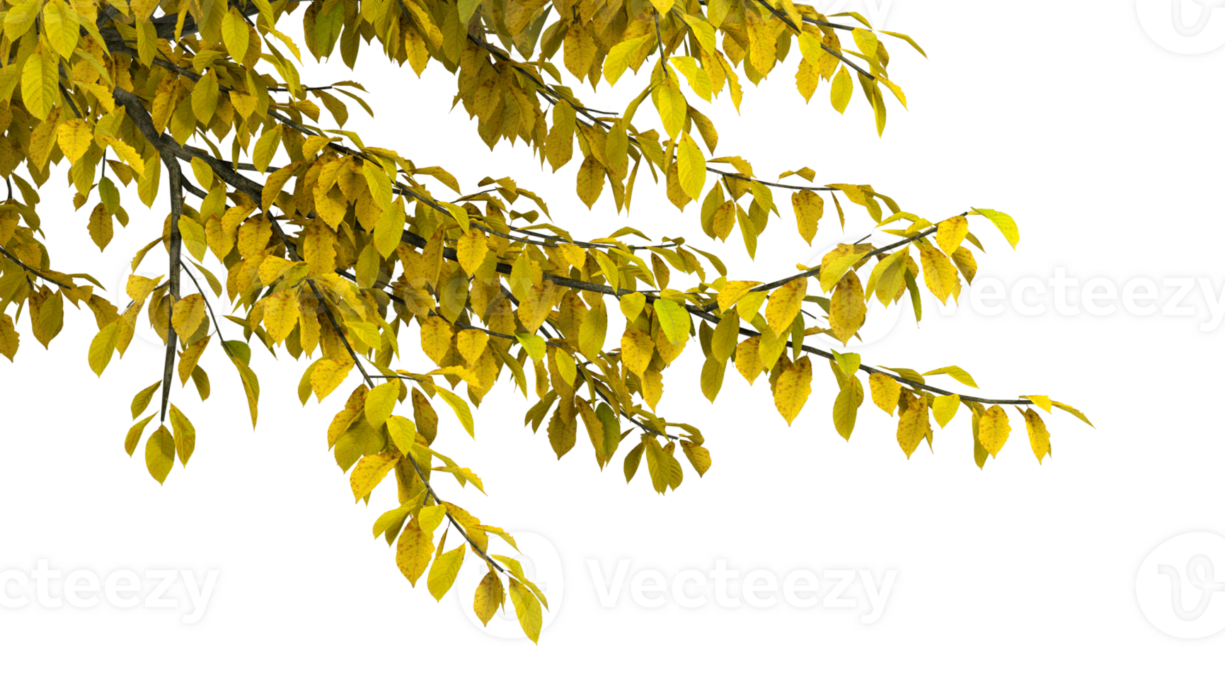 Colours tree branches seasonal isolated transparent backgrounds 3d rendering png