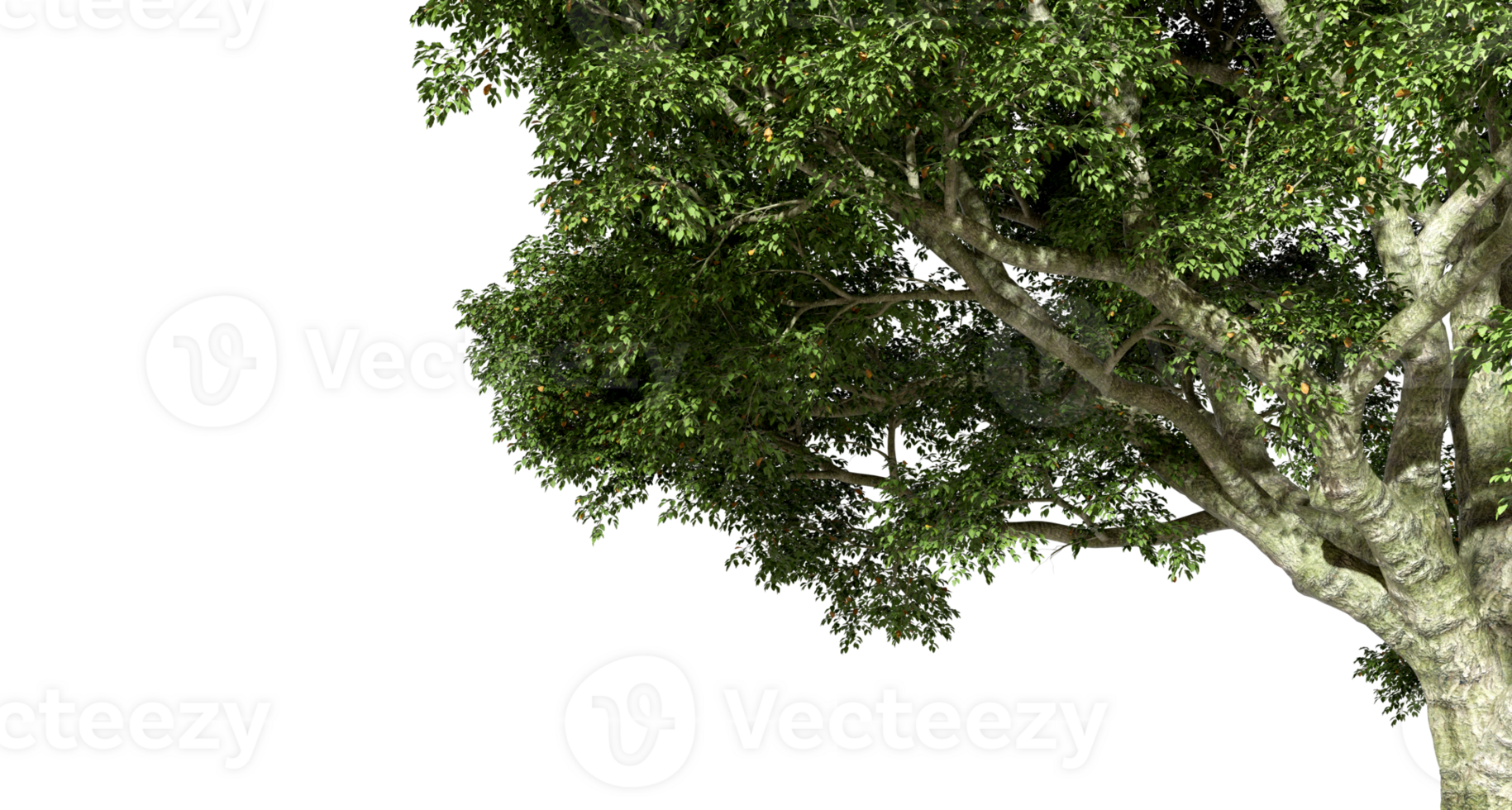 Cutout realistic jungle tree branches shade on transparent backgrounds 3d render png