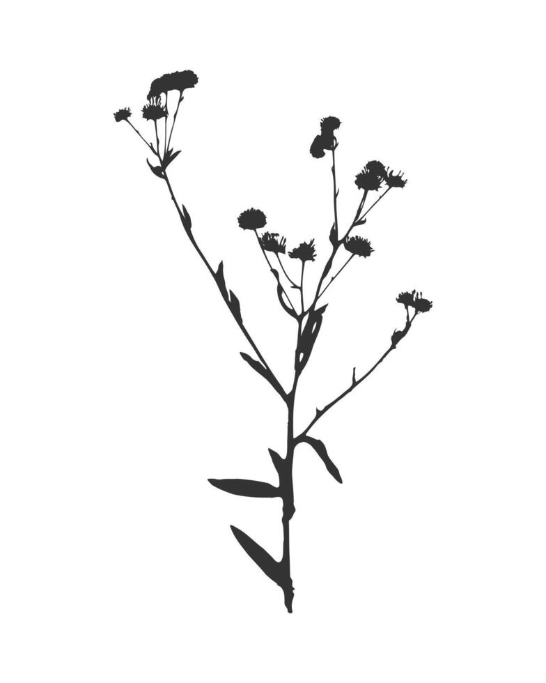 Flower Erigeron annuus silhouette,herbarium, imprint, stamp. Isolated black on white. vector