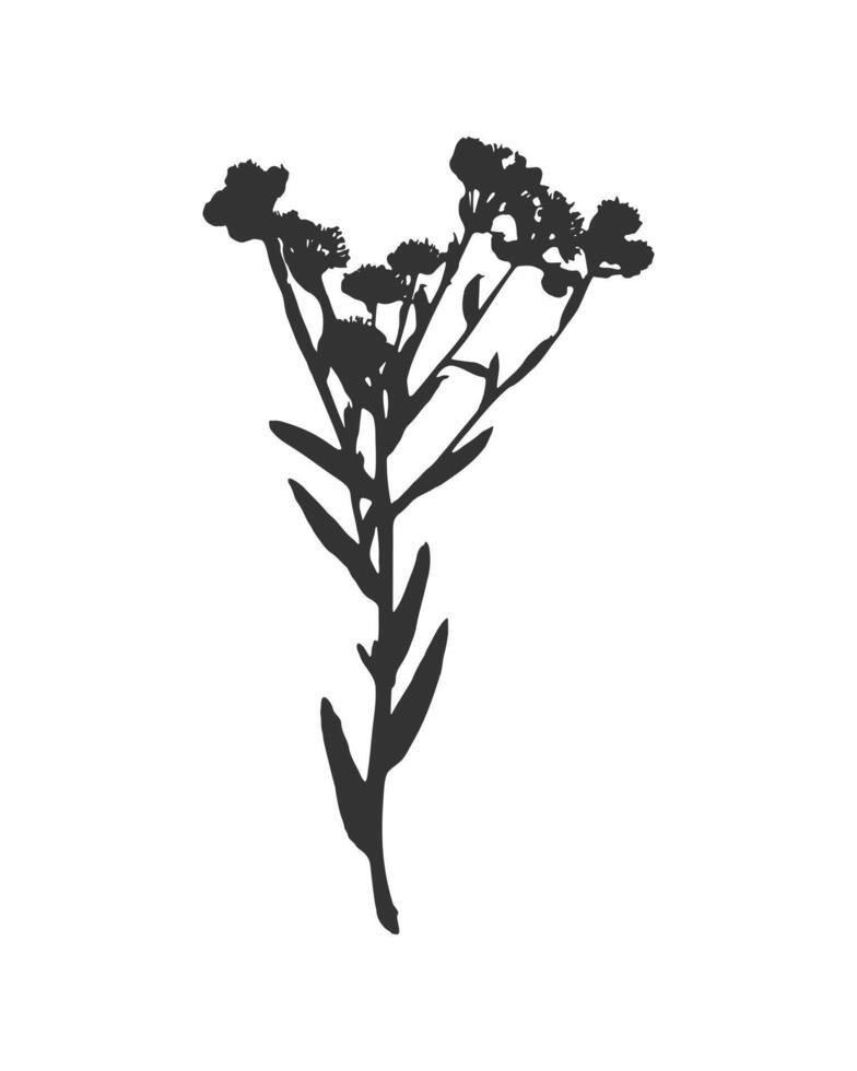 Erigeron annuus flowers silhouette,herbarium, imprint, stamp. Isolated black on white. vector