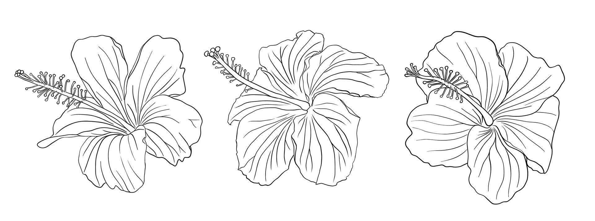 Hibiscus flower set for coloring page vector
