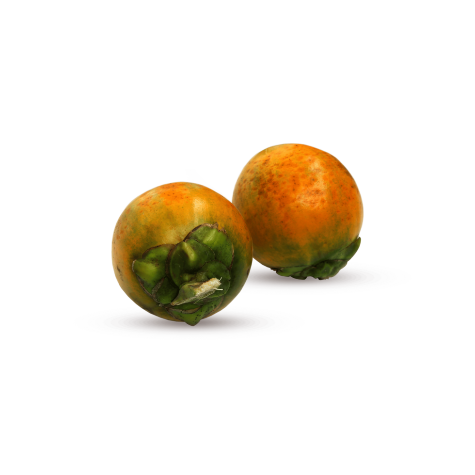 Betel nut or Areca nut png