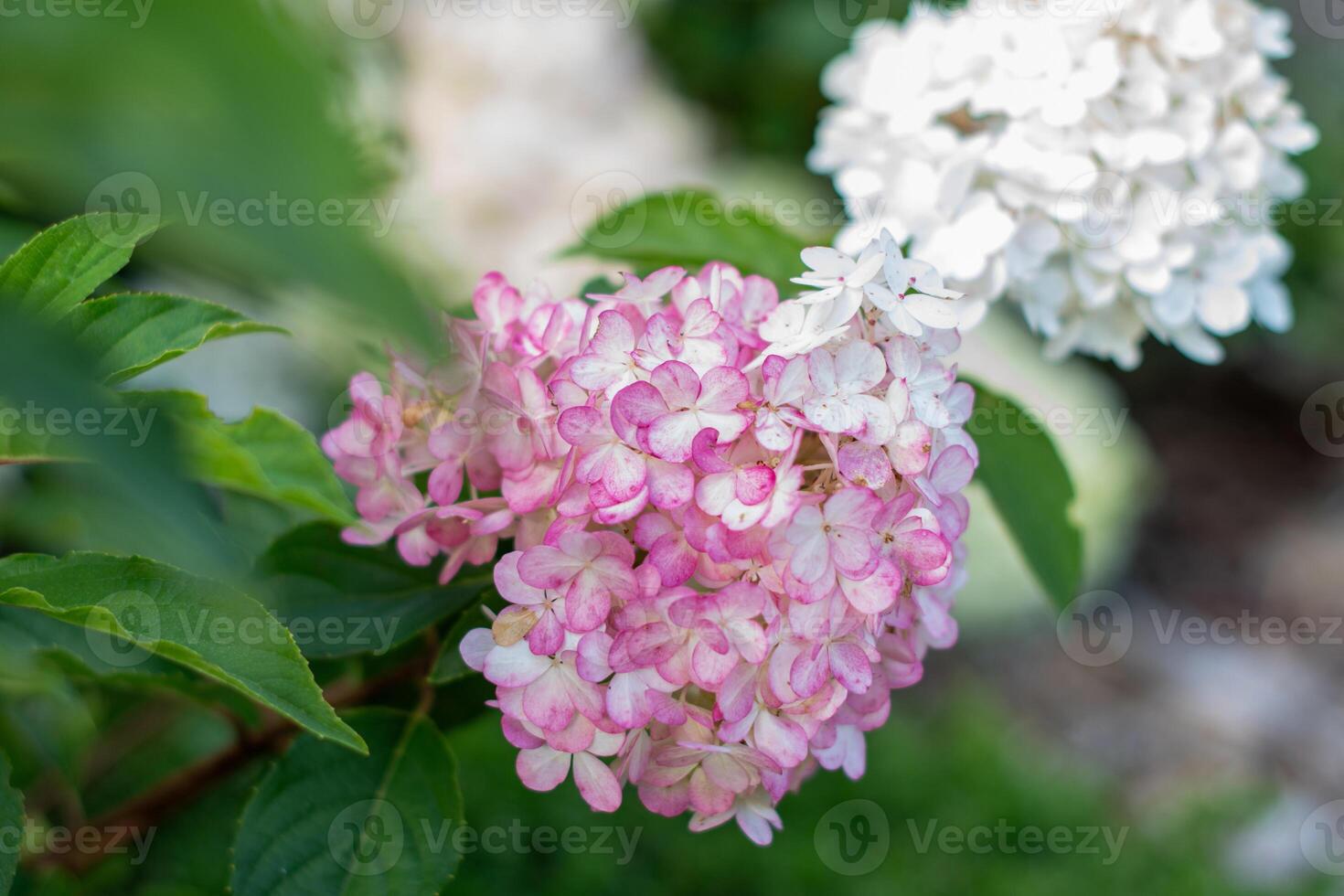 Pink and white flowers of the Vanille Fraise hydrangea adorn the garden, highlighting their delicate beauty and adding elegance to the landscape, creating a soft floral background, photo