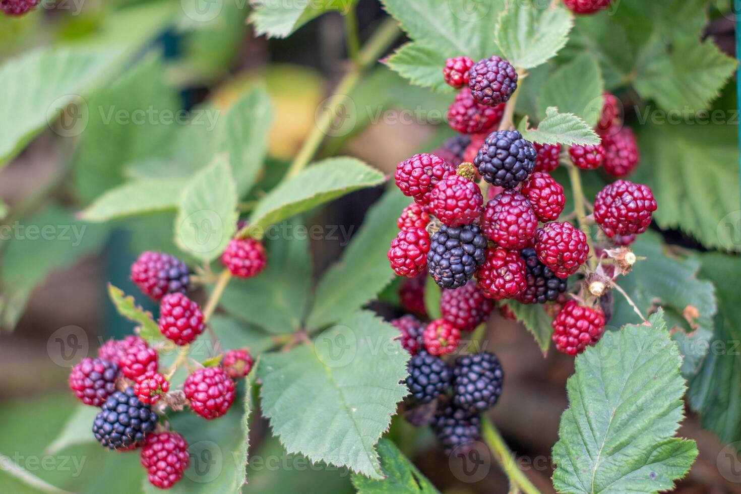 Close-up of ripe and unripe blackberries growing on a blackberry bush, showing a vibrant transition from red to deep black as they reach full ripeness, concept of a bountiful harvest photo