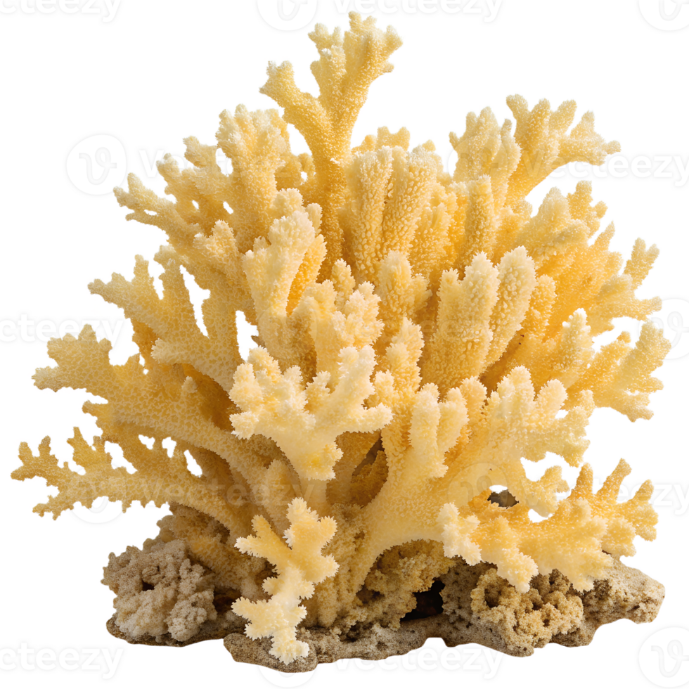 Yellow coral reef isolated on the transparent background, underwater element for ocean conservation projects png