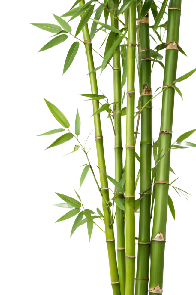 Fresh green bamboo stalks with detailed leaves, natural plant cutout isolated on transparent background for design png