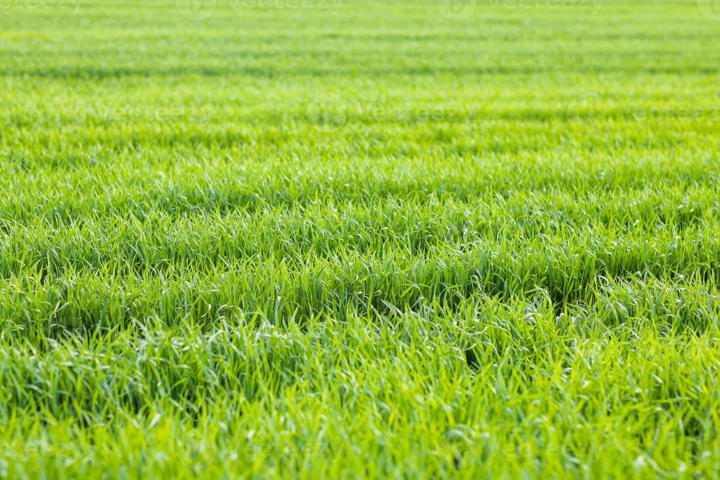 meadow with paths against a cloudy skyClose up grass meadow paths cloudy sky photo