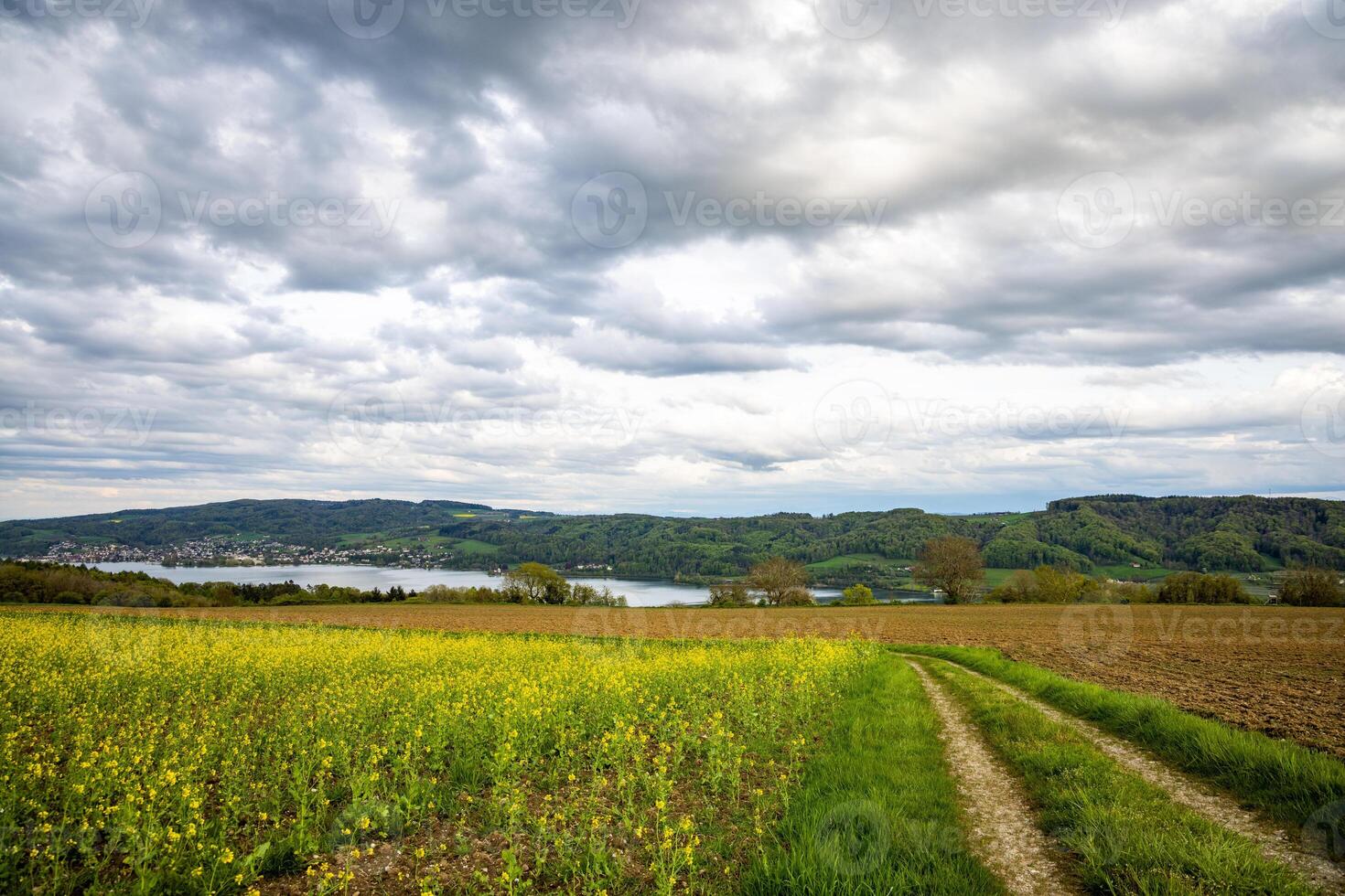 A meadow with a dirt path against the backdrop of river Rhine anA Meadow with Dirt Path along River Rhine photo