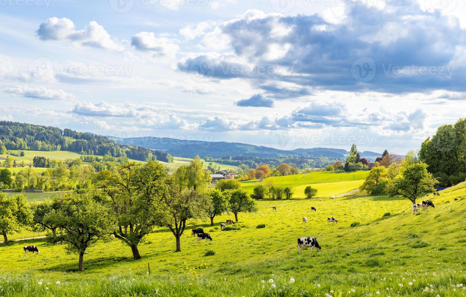 A herd of cows graze on a hill with a meadow and trees in a ruraCows grazing on rural hill with meadow photo