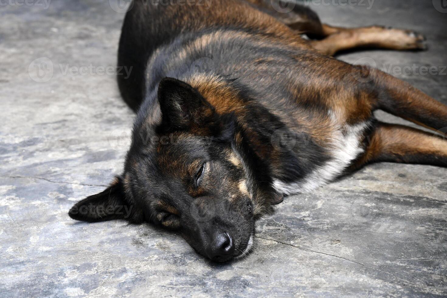 Dog lying ground appears to be sleeping peacefully, with relaxed posture and closed eyes, textured surface that looks like stone or concrete. dog has black and brown coat, and scene conveys photo