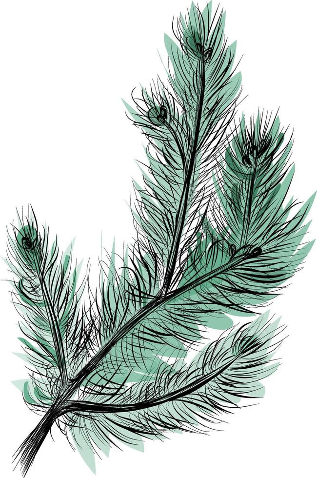 Detailed fir branch with needles and pinecones sketch vector