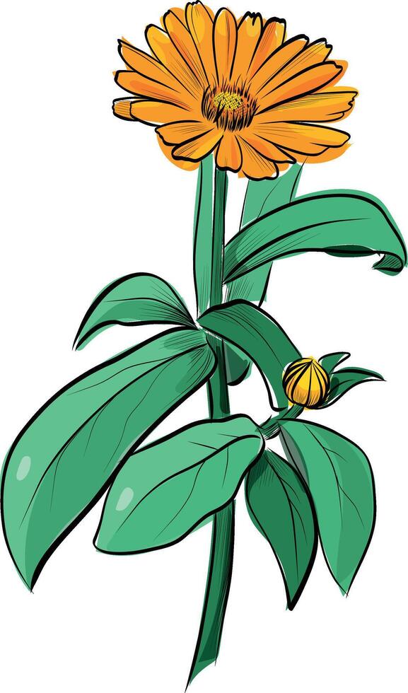 Calendula flower with green leaves color sketch vector