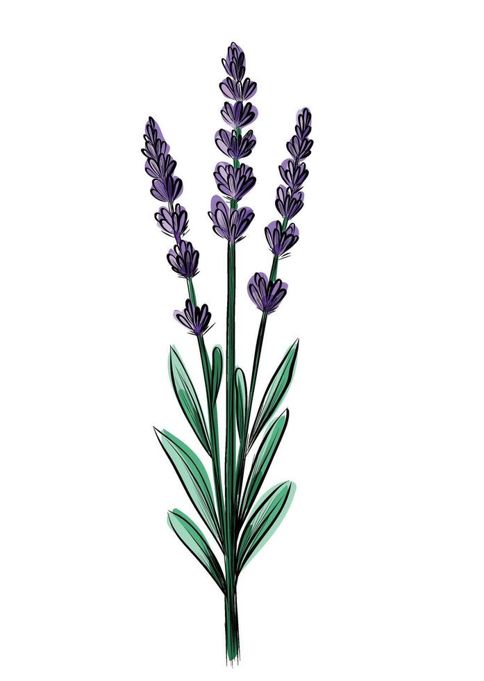 Hand drawn lavender flower stem sketch vector