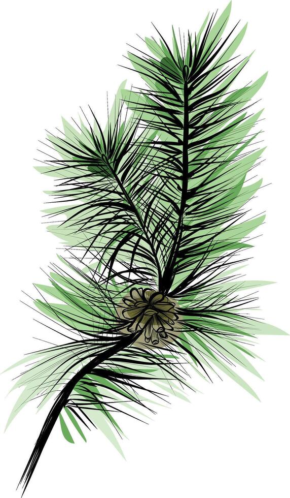 Pine branch with green needles and pinecone sketch vector
