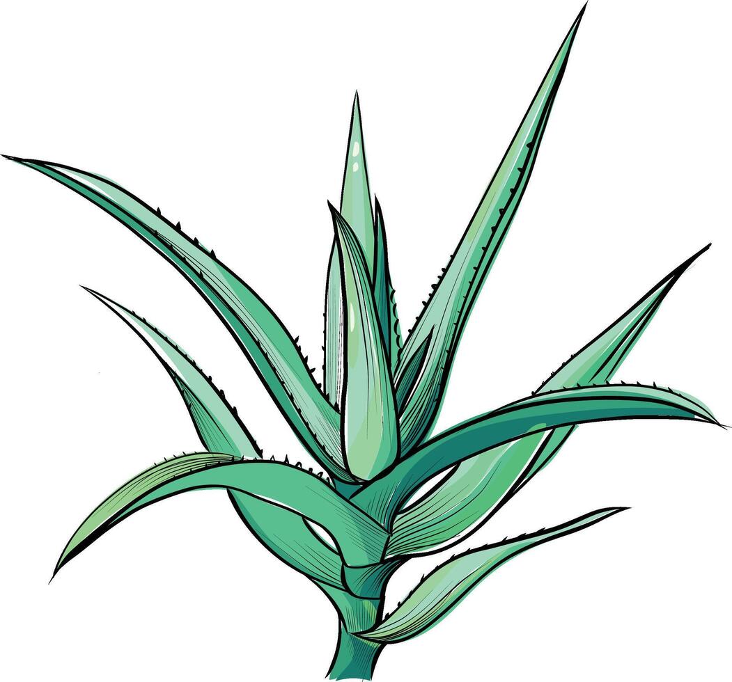 Aloe vera green spiky plant sketch vector