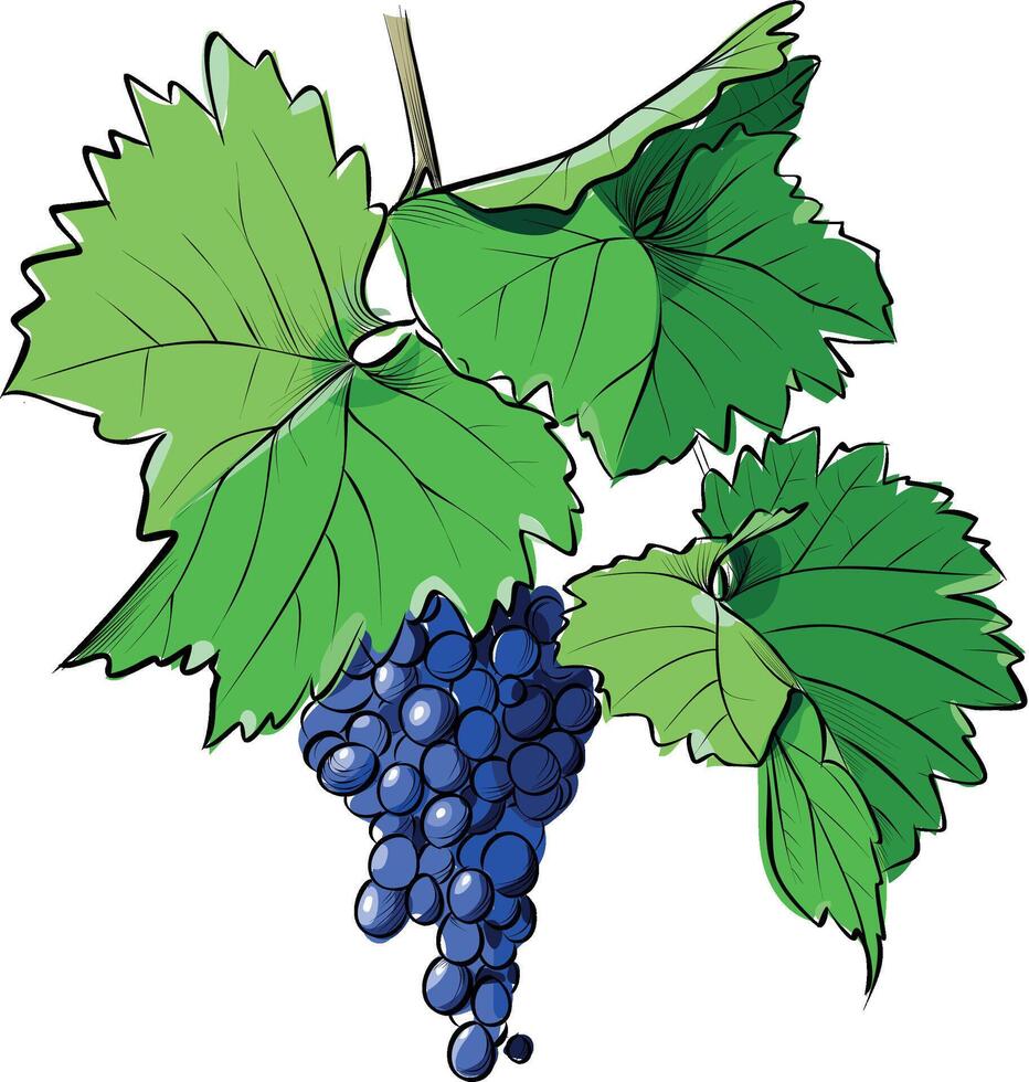 Grape bunch with green leaves hand drawn vector