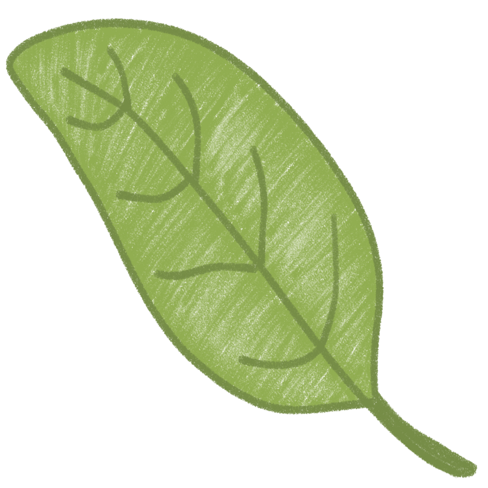 Hand Drawn Green Leaf Illustration png