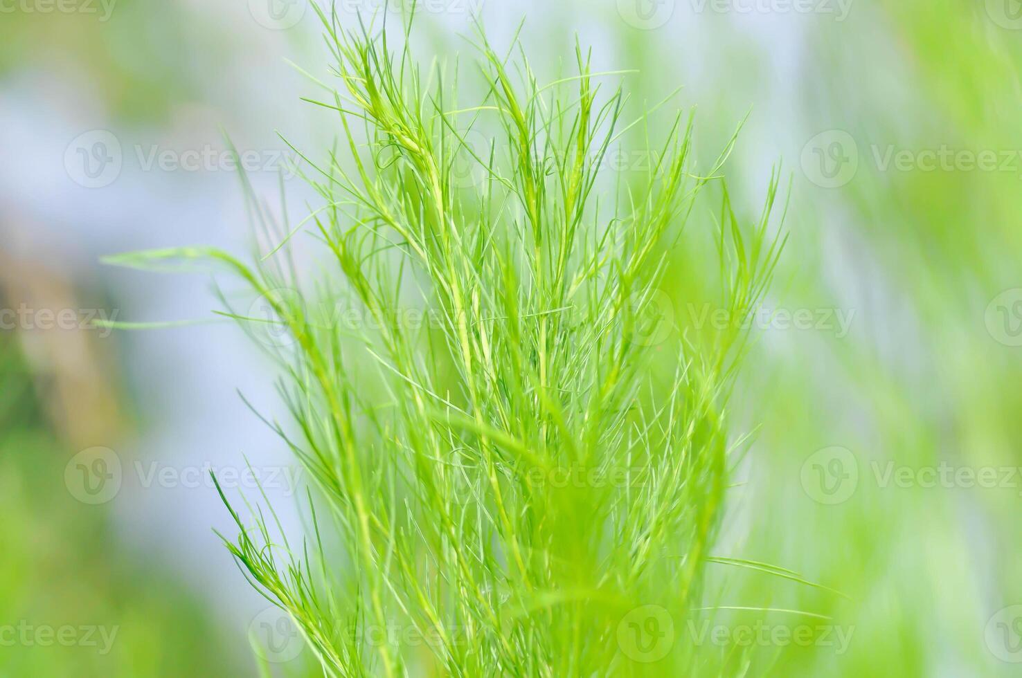 Dog fennel, dogfennel or Eupatorium capillifolium or false dill tree or Asteraceae photo