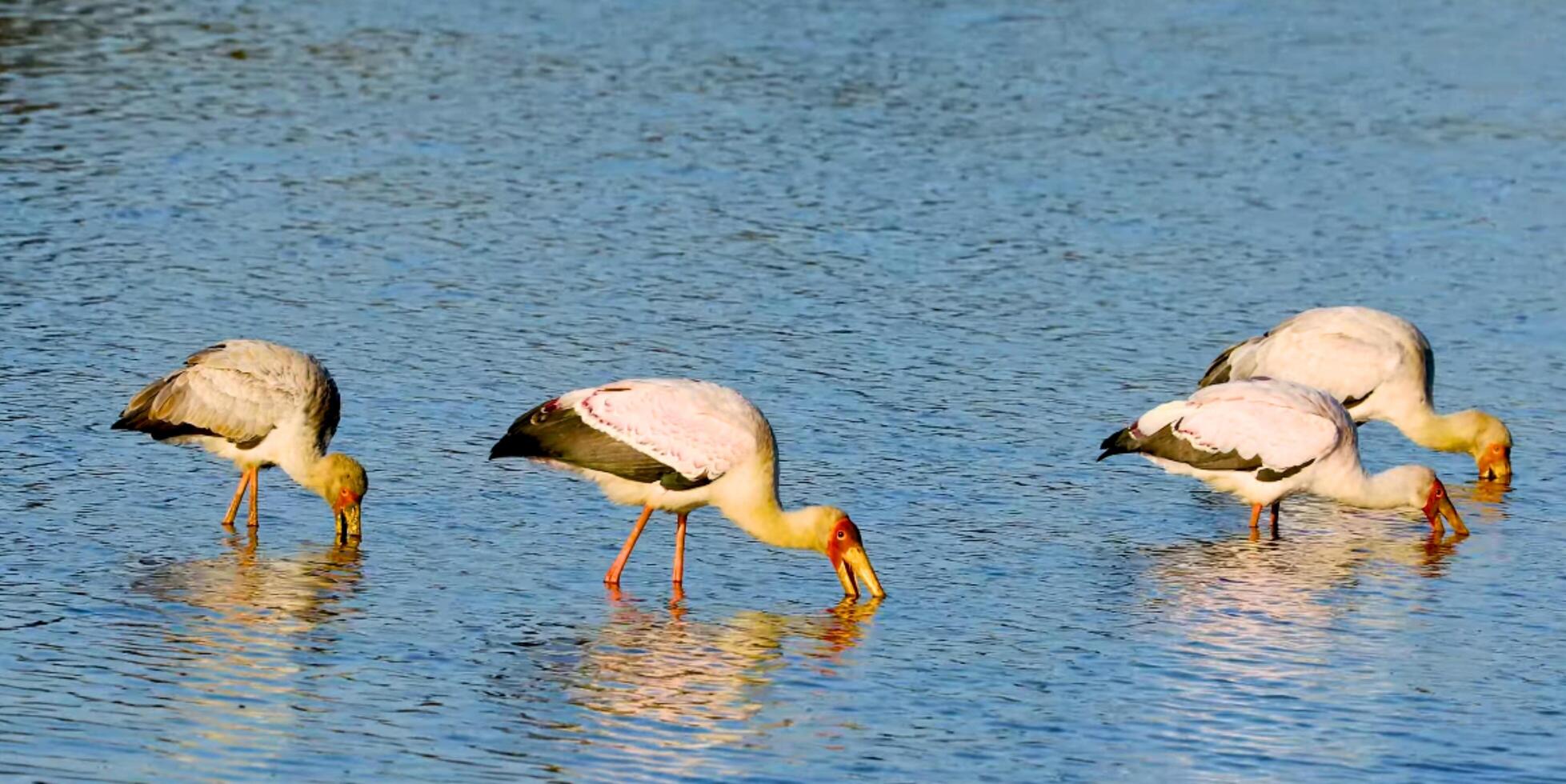 Four white storks are standing in the water photo