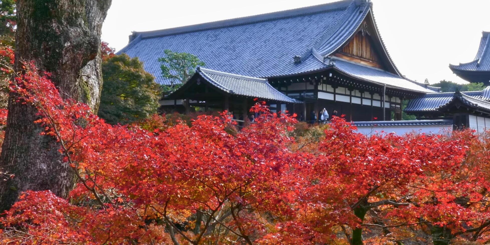 A japanese temple with red leaves and trees photo