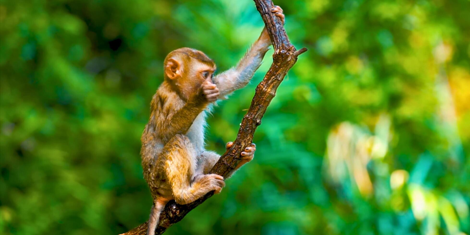 A monkey is sitting on a branch in the forest photo