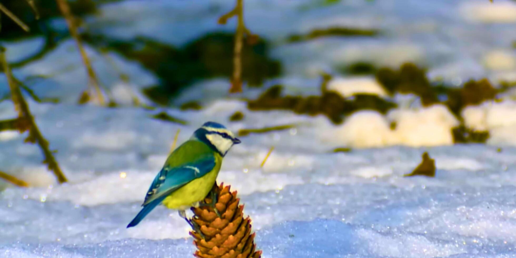 A blue and yellow bird sitting on a pine cone photo