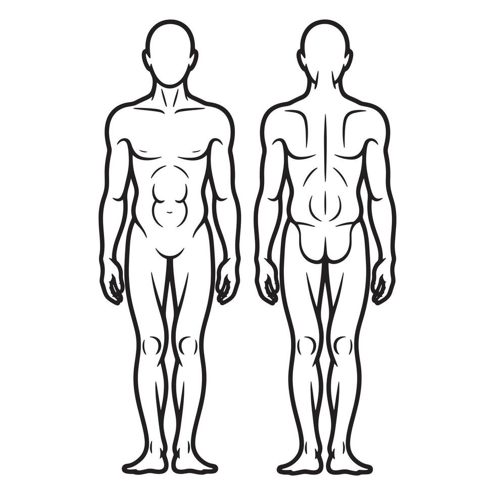 Front and back view of a stylized human anatomy outline vector