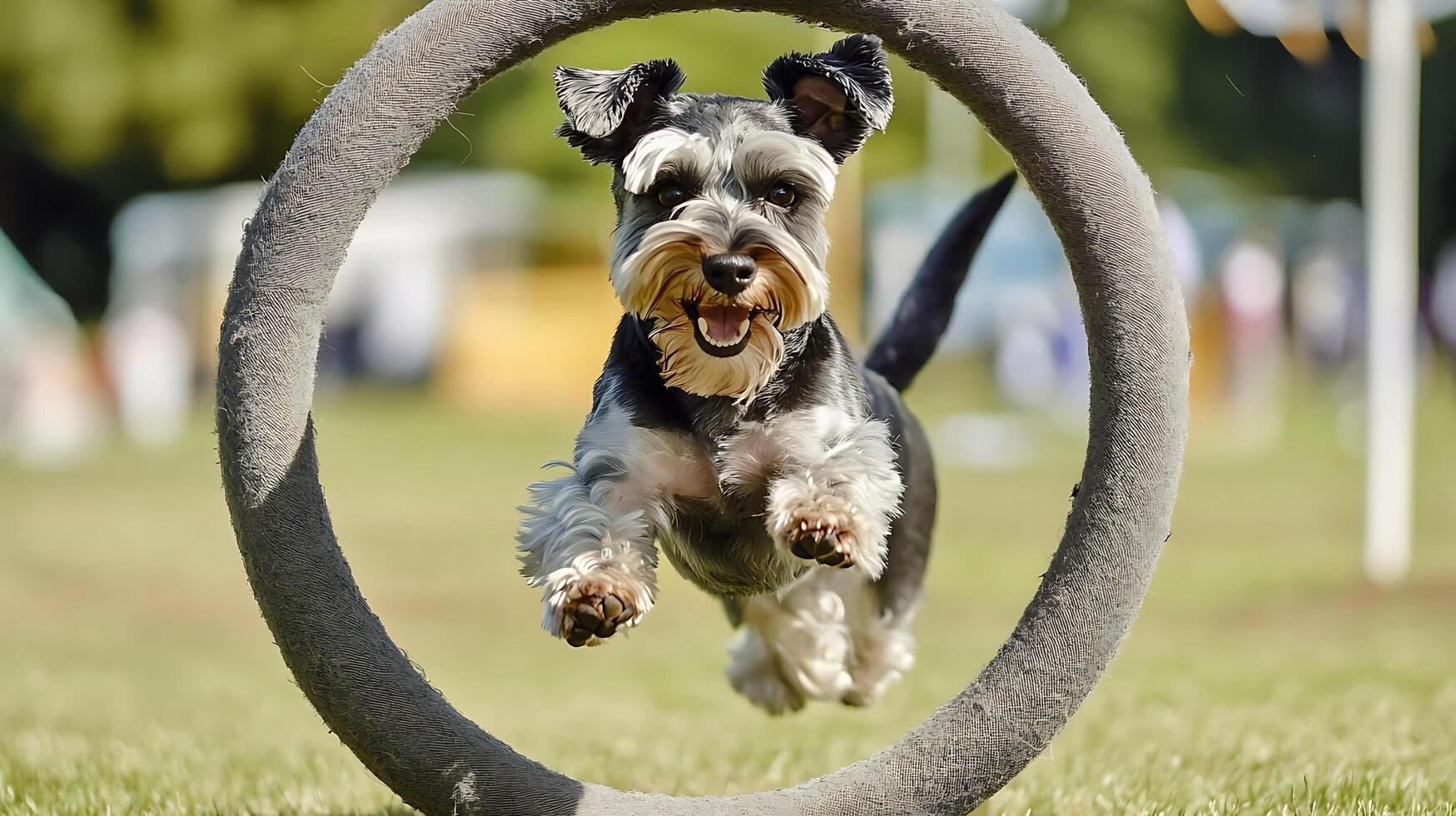 Energetic Schnauzer Jumps Through Agility Ring with Joyful Expression. photo