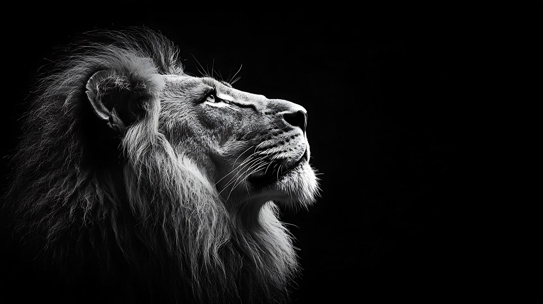 Majestic Lion Profile In Dramatic Black and White Lighting. photo
