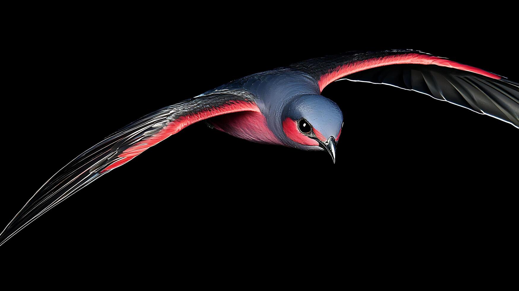 Striking Closeup of a Bird with Vivid Red Underwings in Flight. photo