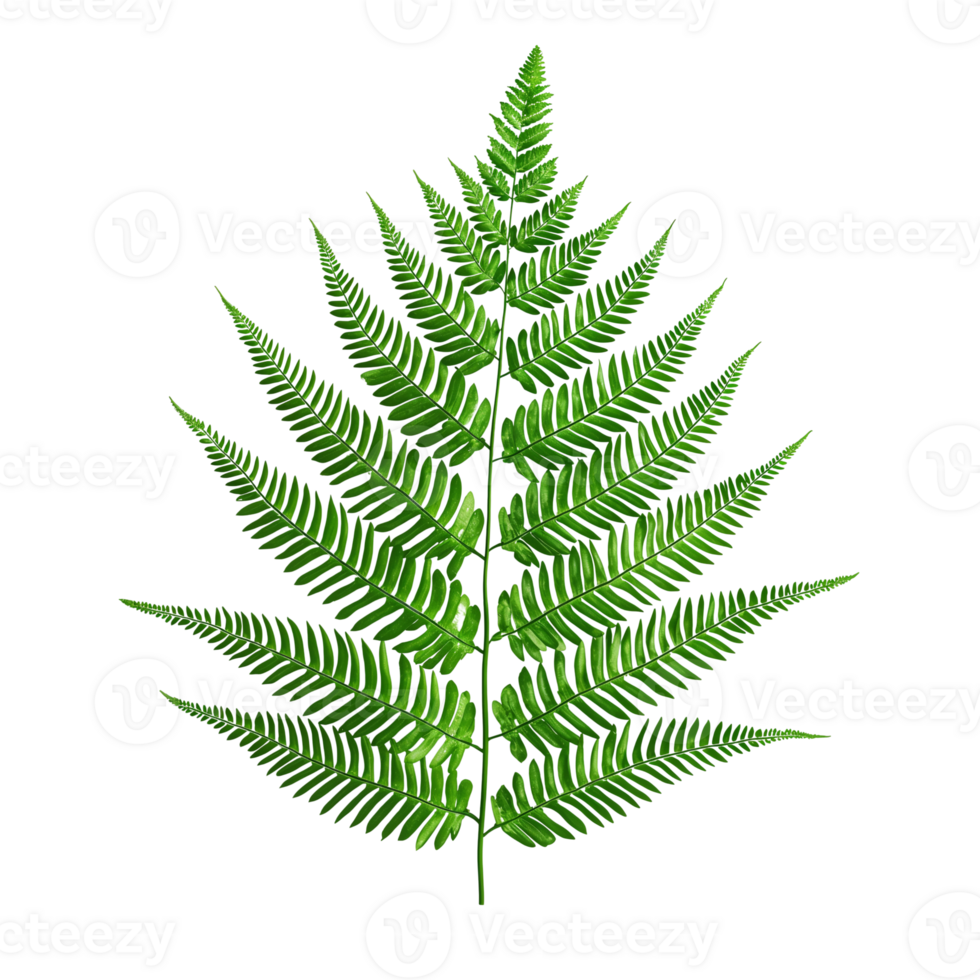 green fern leaf, isolated on transparent background png