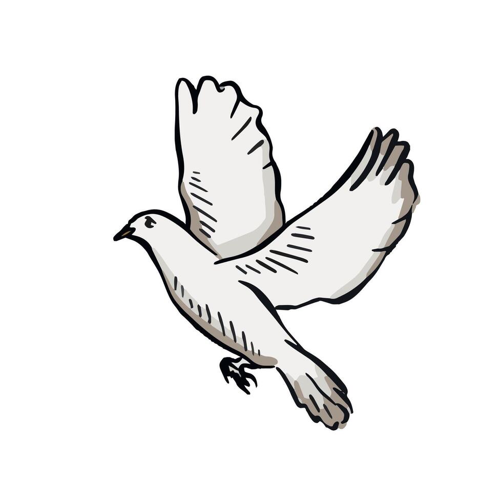 Flying dove drawing created by hand. Bird illustration. vector