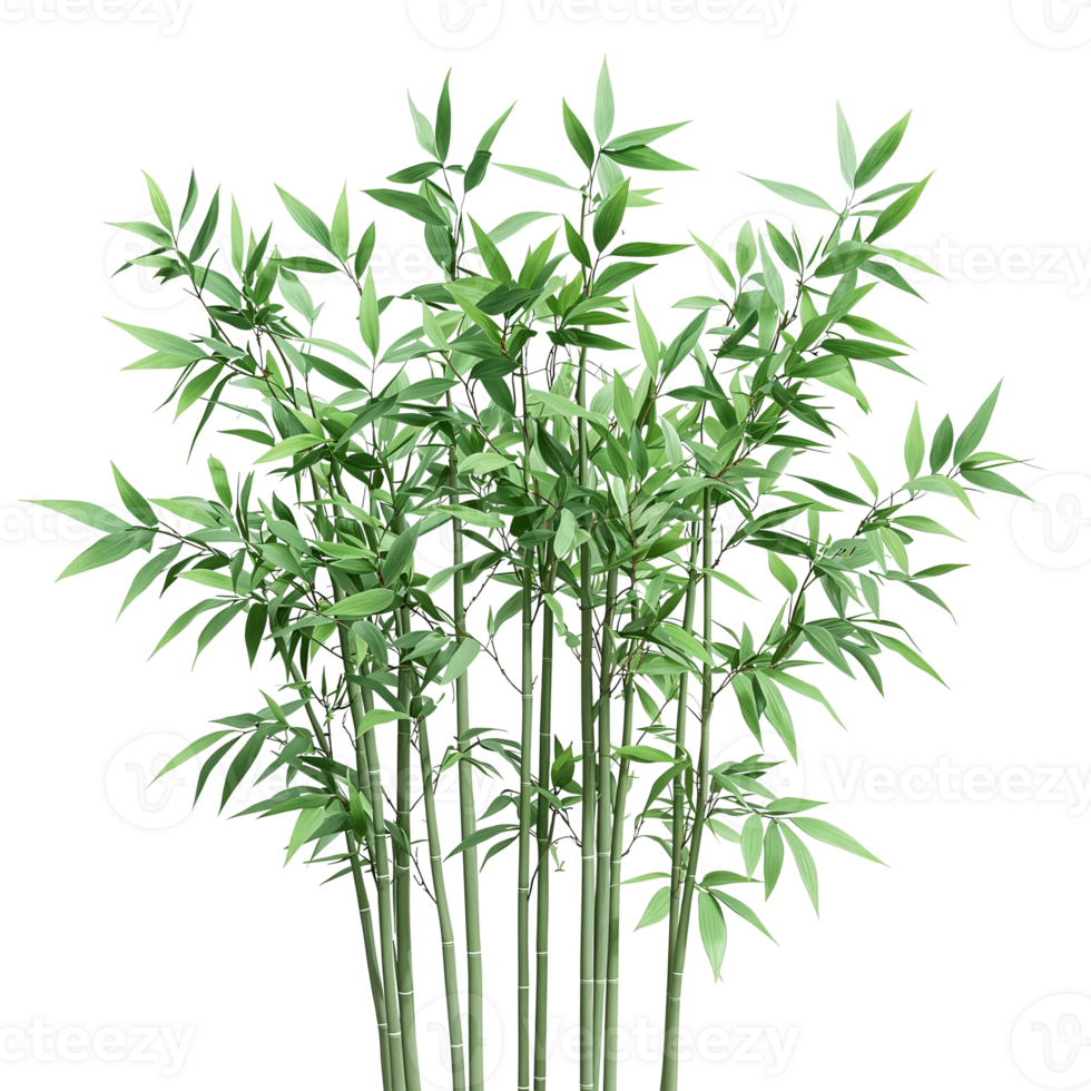bamboo plant illustration on transparent background png