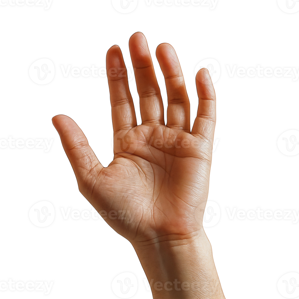 open hand on Transparent Background png