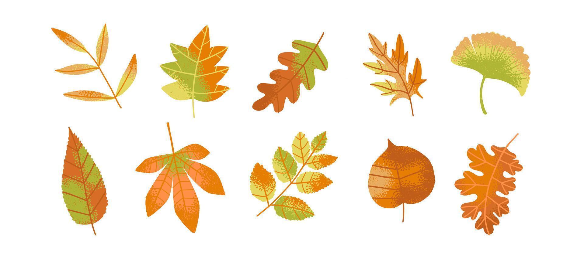 Set of hand-drawn autumn leaves in warm colors. Includes oak, maple, and other seasonal foliage. Perfect for fall design projects. vector