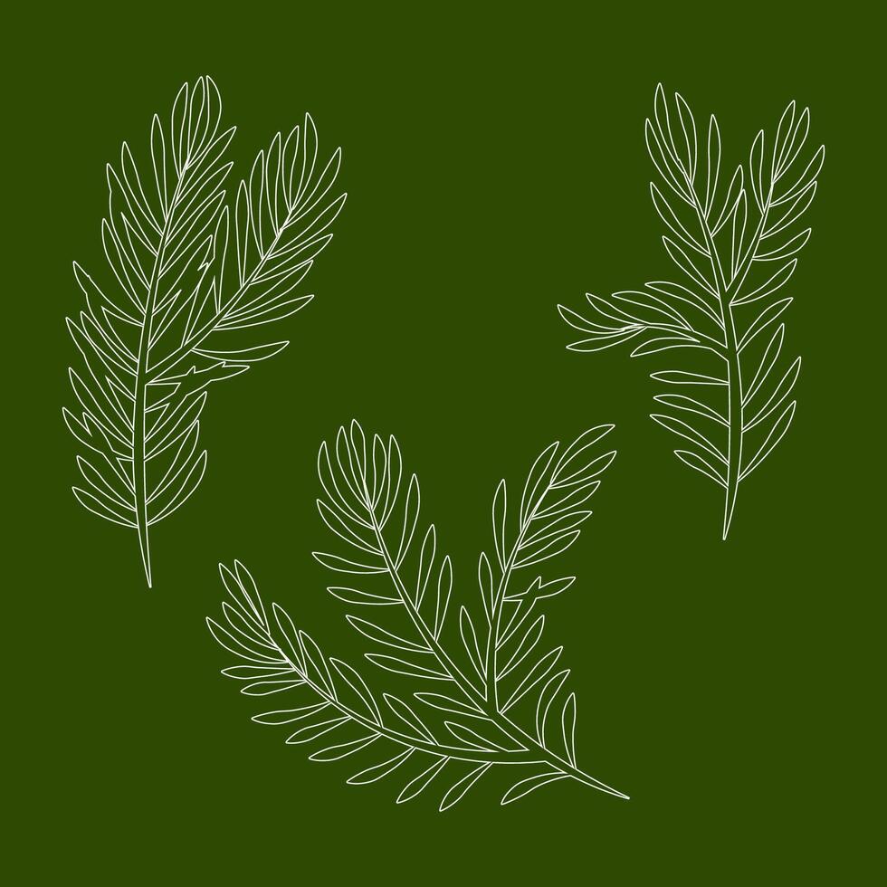 Set of different Christmas tree branches in white lines vector