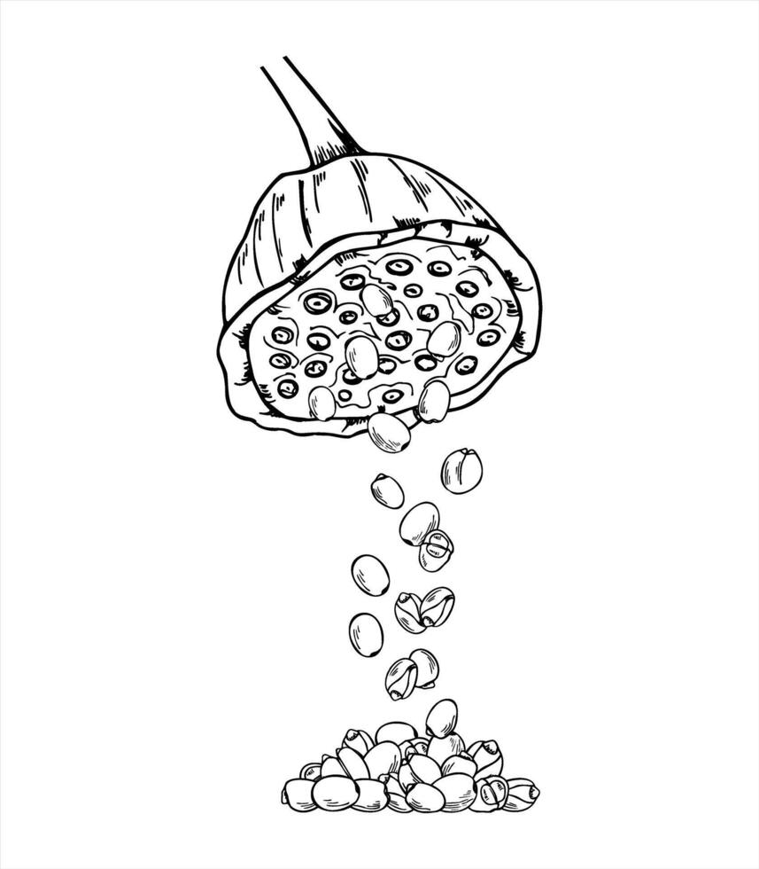 Lotus seed pods scattering nuts into pile monochrome hand painted illustration. Tropical aquatic waterlily pod realistic graphic sketch for herbal medicine packaging, tea branding, Asian design vector
