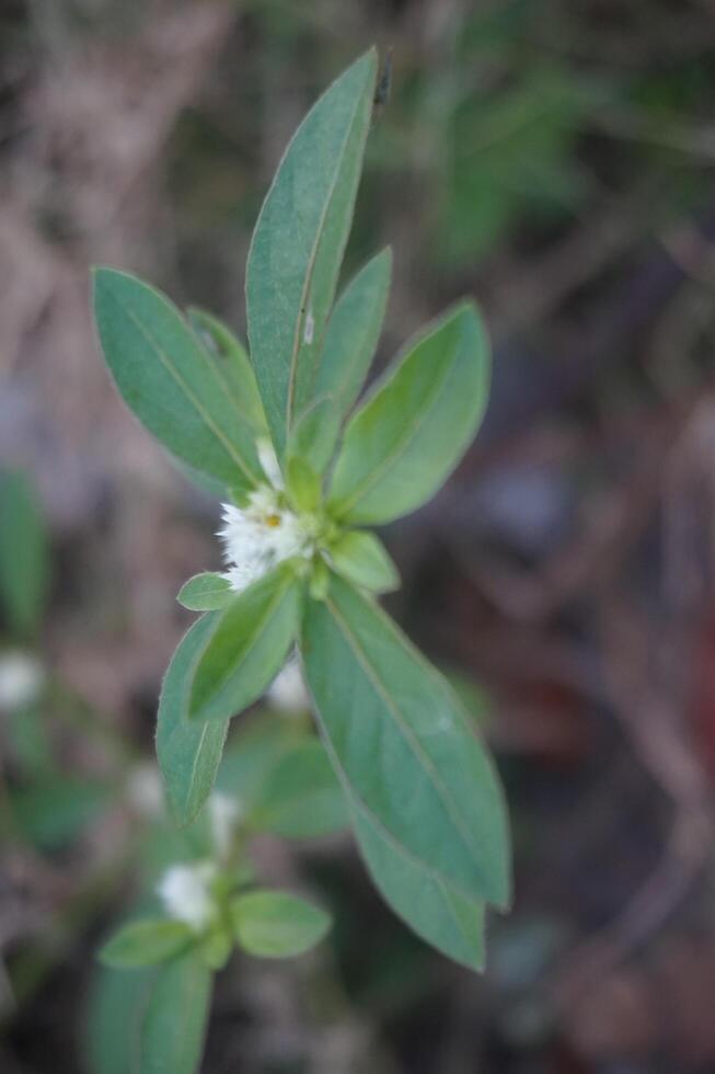 a small plant with white flowers in the middle of the field photo