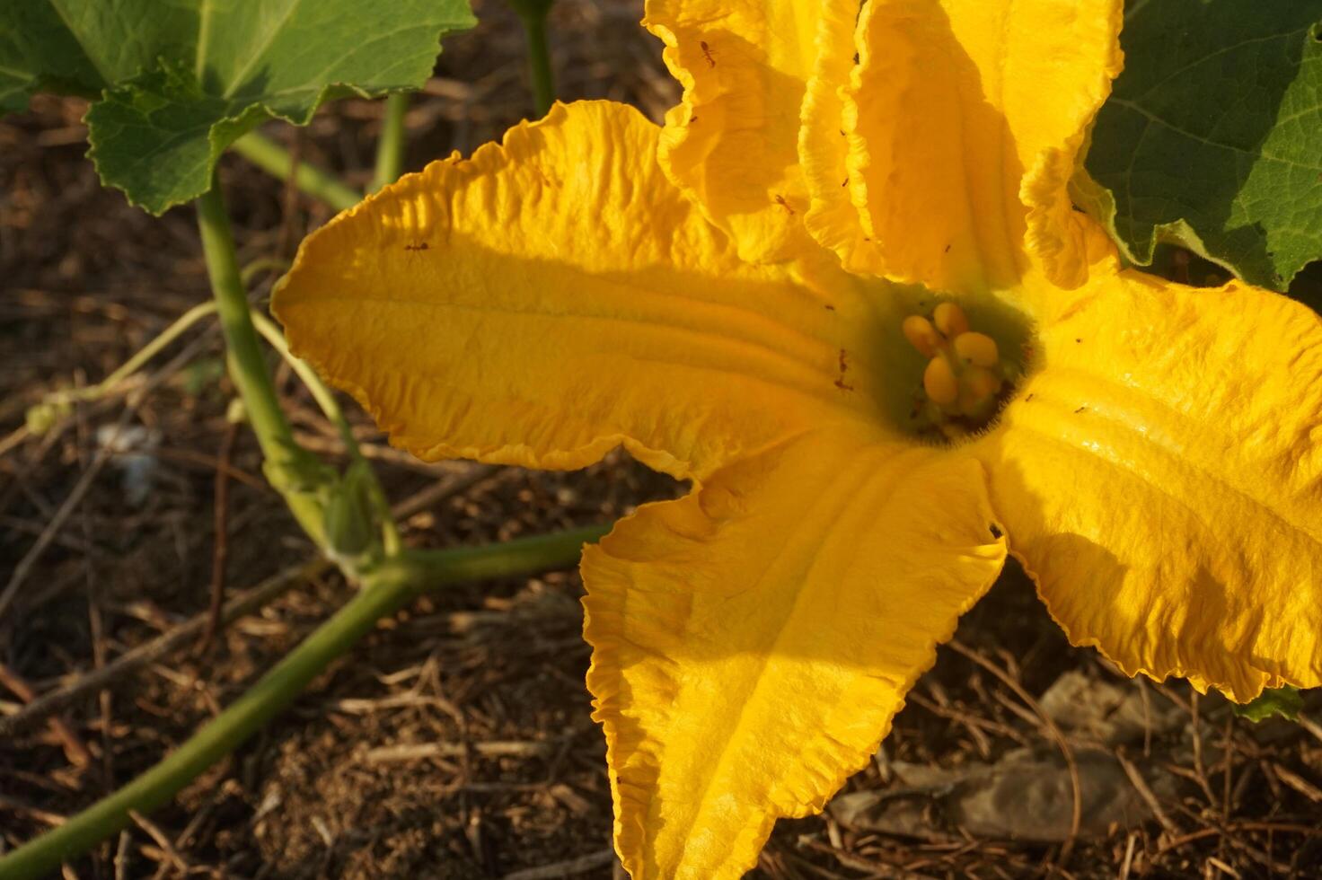 a yellow squash plant with a flower growing from it photo